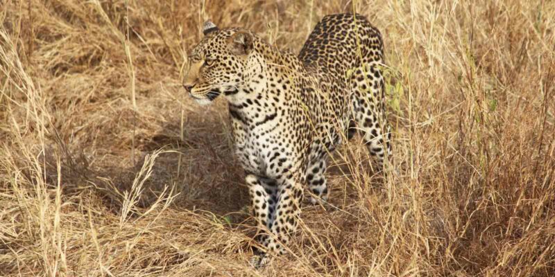 Leopardo en Tanzania